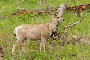 468 Yellowstone 31mai15 09H02