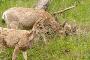 469 Yellowstone 31mai15 09H02