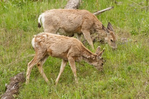470 Yellowstone 31mai15 09H02