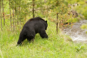 471 Yellowstone 31mai15 09H11