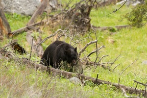 473 Yellowstone 31mai15 09H18