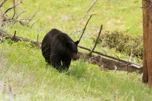 474 Yellowstone 31mai15 09H18
