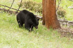 475 Yellowstone 31mai15 09H18