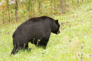 476 Yellowstone 31mai15 09H19