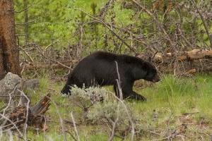 478 Yellowstone 31mai15 09H25
