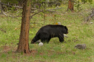 479 Yellowstone 31mai15 09H25