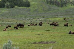 502 Yellowstone 31mai15 13H08