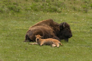 503 Yellowstone 31mai15 13H09