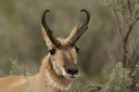 Antilocapre (Pronghorn)