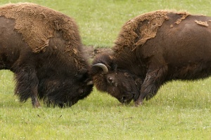 515 Yellowstone 31mai15 14H21