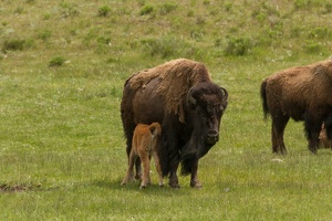 517 Yellowstone 31mai15 14H25