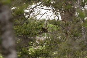 518 Yellowstone 31mai15 15H00