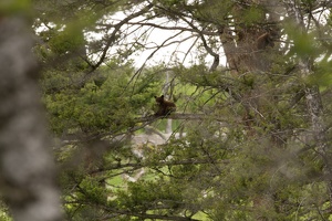519 Yellowstone 31mai15 15H02