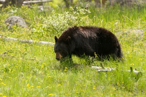 520 Yellowstone 31mai15 15H20
