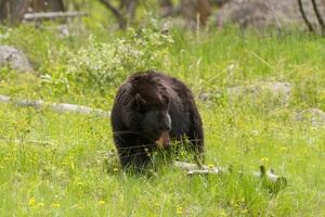521 Yellowstone 31mai15 15H21