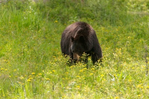 522 Yellowstone 31mai15 15H22