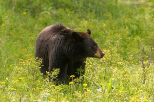523 Yellowstone 31mai15 15H22