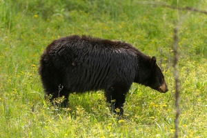 524 Yellowstone 31mai15 15H23