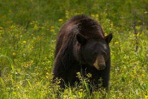 525 Yellowstone 31mai15 15H23