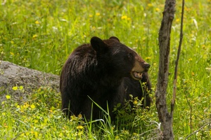 526 Yellowstone 31mai15 15H27