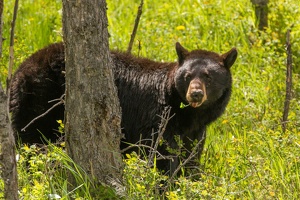 527 Yellowstone 31mai15 15H28