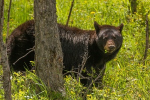 528 Yellowstone 31mai15 15H28