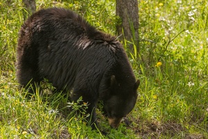 529 Yellowstone 31mai15 15H29