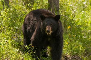530 Yellowstone 31mai15 15H29