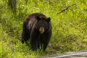 531 Yellowstone 31mai15 15H30