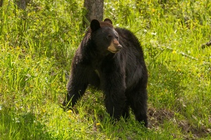 532 Yellowstone 31mai15 15H31