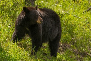 533 Yellowstone 31mai15 15H31