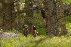 534 Yellowstone 31mai15 16H04