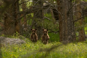 535 Yellowstone 31mai15 16H04