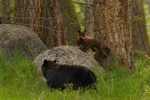 536 Yellowstone 31mai15 16H07
