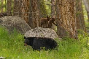 537 Yellowstone 31mai15 16H07