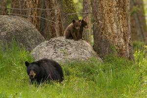 538 Yellowstone 31mai15 16H07