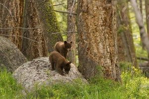 539 Yellowstone 31mai15 16H07
