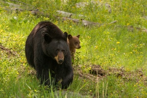 540 Yellowstone 31mai15 16H09