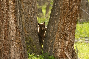 541 Yellowstone 31mai15 16H09