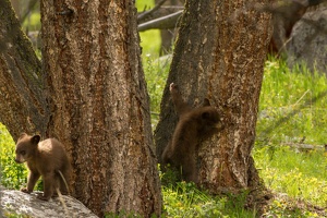 542 Yellowstone 31mai15 16H11