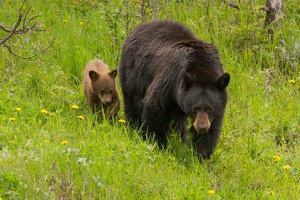 543 Yellowstone 31mai15 16H12