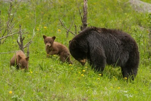 544 Yellowstone 31mai15 16H12