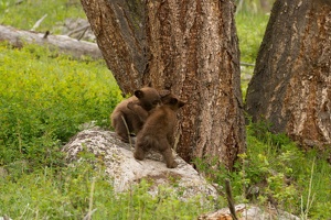 545 Yellowstone 31mai15 16H17