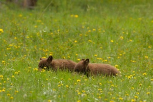 546 Yellowstone 31mai15 16H21