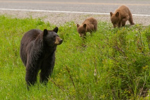547 Yellowstone 31mai15 16H28
