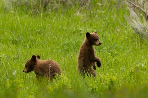 548 Yellowstone 31mai15 16H28
