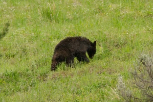 554 Yellowstone 01juin15 07H05