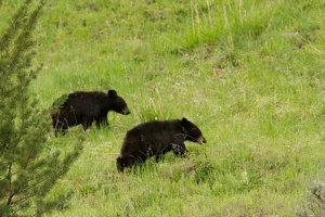 555 Yellowstone 01juin15 07H06