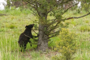 556 Yellowstone 01juin15 07H07