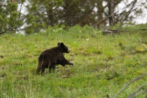 557 Yellowstone 01juin15 07H11